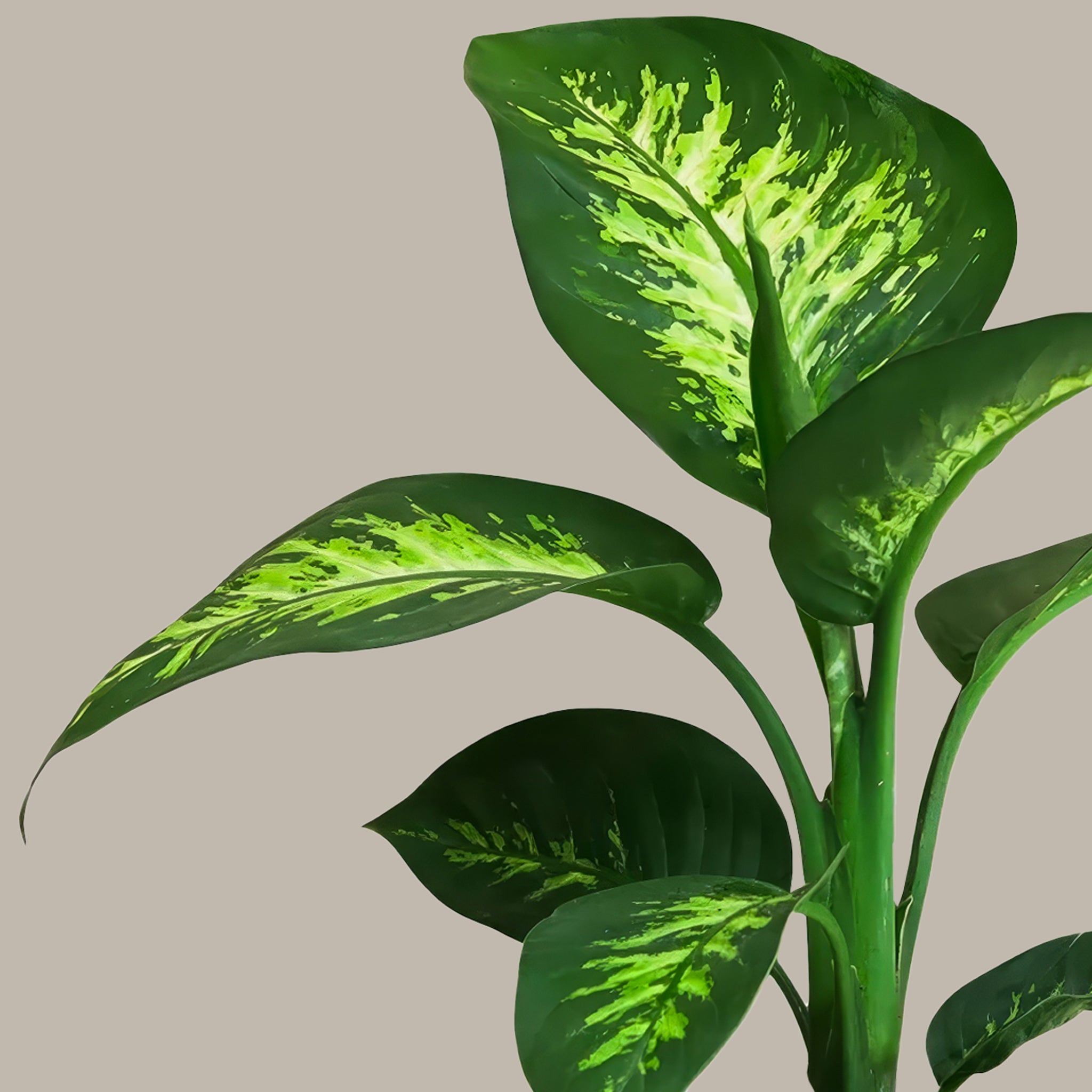 Difenbahya 60 70 cm Ağlayan Çiçek - Dieffenbachia Tropik Snow