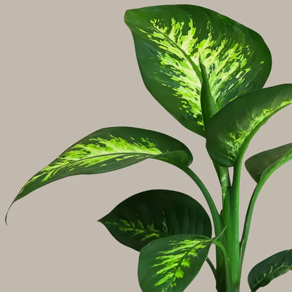 Difenbahya 60 70 cm (Ağlayan Çiçek - Dieffenbachia Tropik Snow)