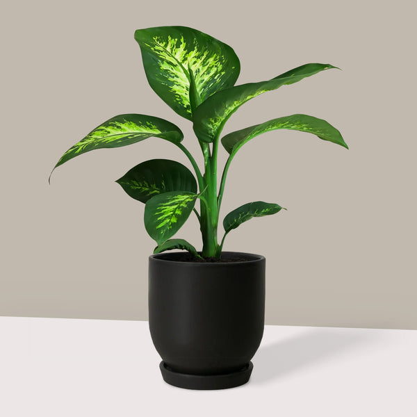 Difenbahya 60 70 cm Ağlayan Çiçek - Dieffenbachia Tropik Snow