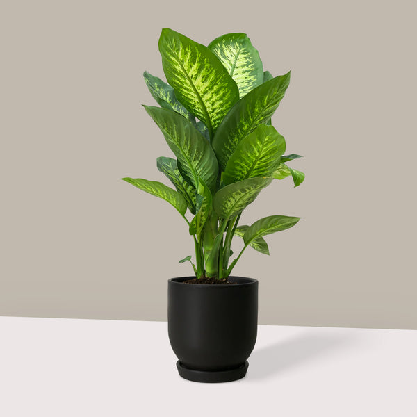 Difenbahya Ağlayan Çiçek XL