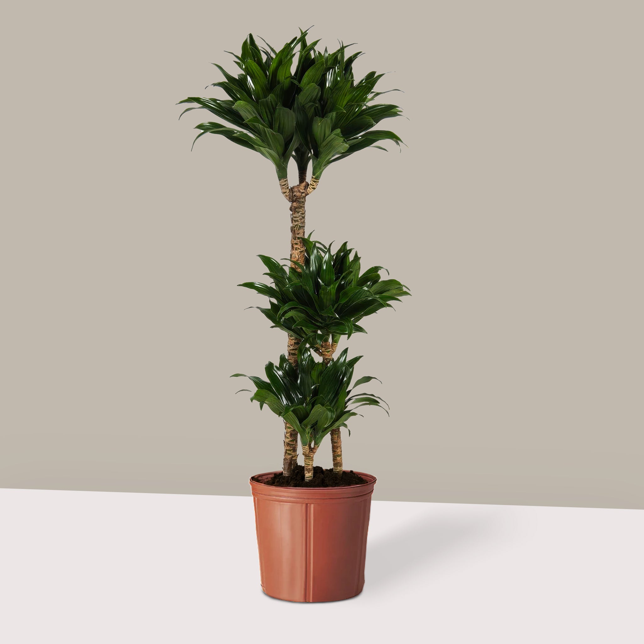 Dracaena Compacta Bitkisi 3 Gövdeli – Koyu Yeşil Kompakt Form