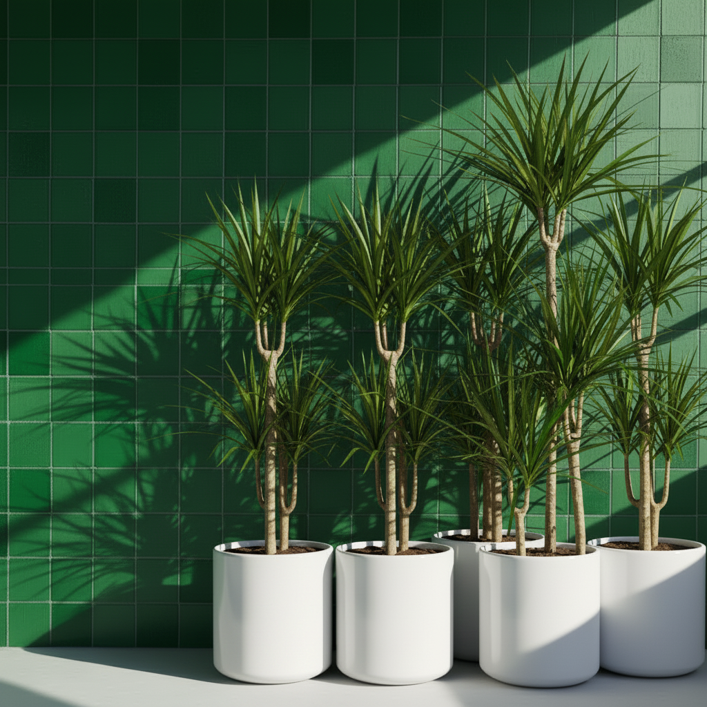 Dracaena Marginata Üç Kollu 110–120 cm – Ejder Ağacı Büyük Boy Salon Bitkisi