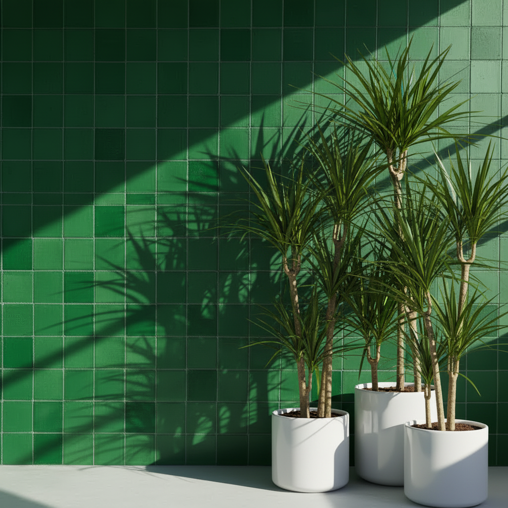 Dracaena Marginata Üç Kollu 110–120 cm – Ejder Ağacı Büyük Boy Salon Bitkisi