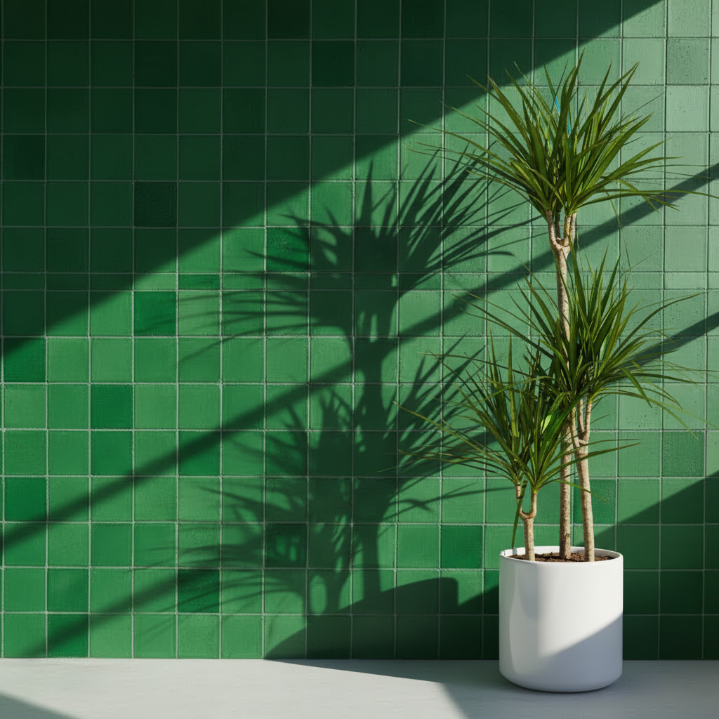 Dracaena Marginata Üç Kollu 110–120 cm – Ejder Ağacı Büyük Boy Salon Bitkisi