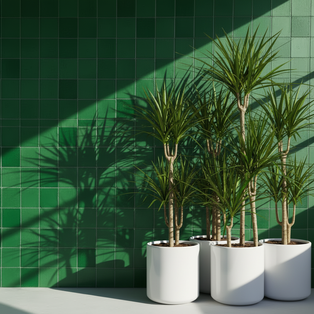 Dracaena Marginata Üç Kollu 110–120 cm – Ejder Ağacı Büyük Boy Salon Bitkisi