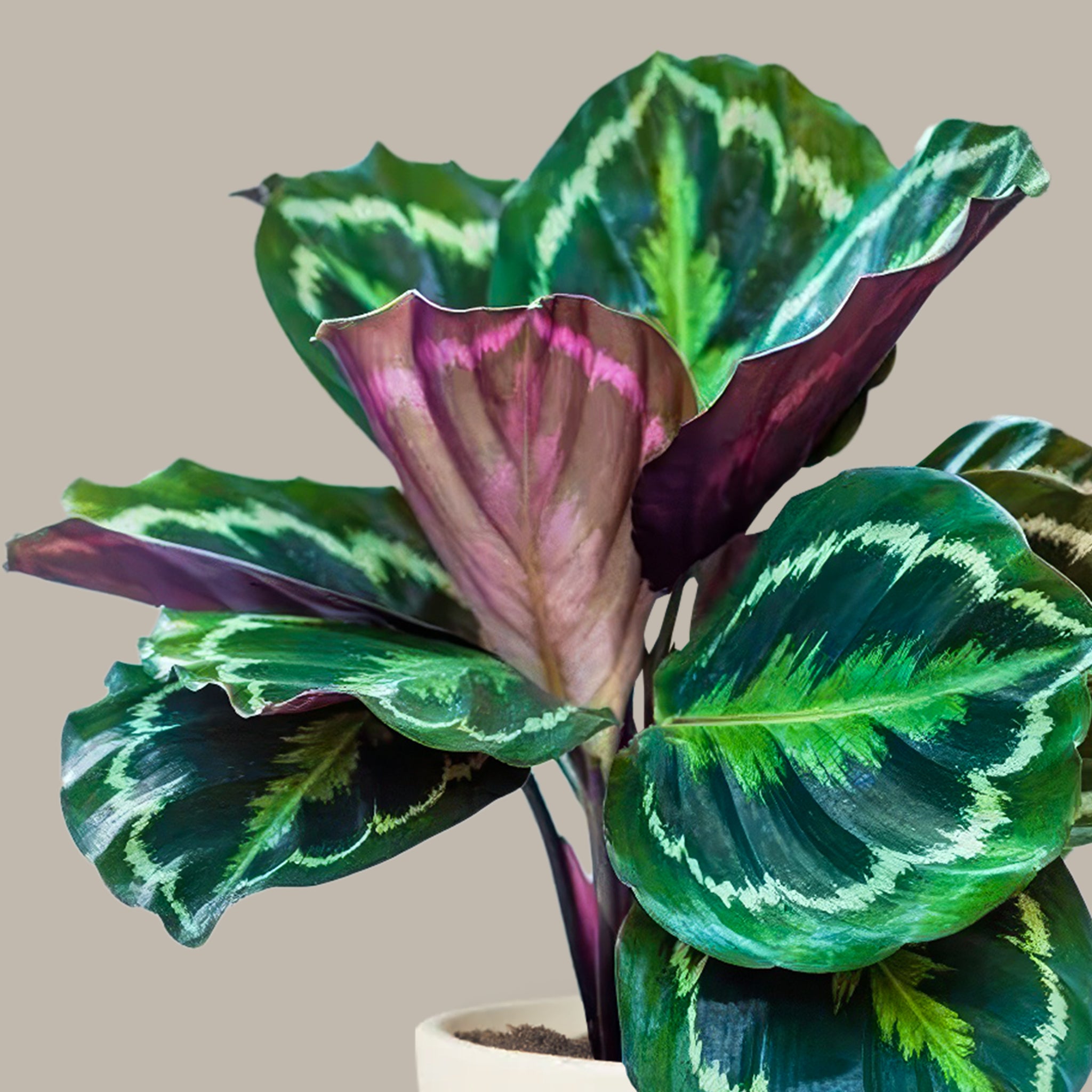 Dua Çiçeği Kalatya Madalyon - Calathea Medallion