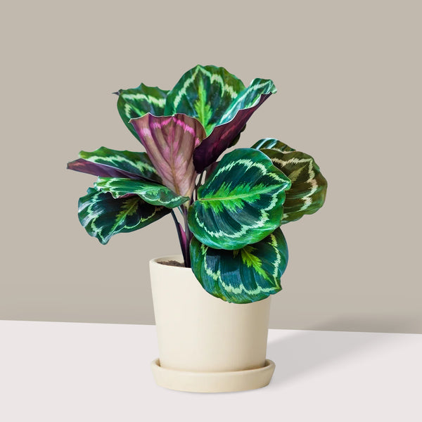 Dua Çiçeği Kalatya Madalyon - Calathea Medallion