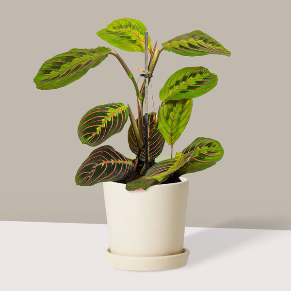 Dua Çiçeği Kalatya Maranta – Calathea Marantha Canlı Salon Bitkisi