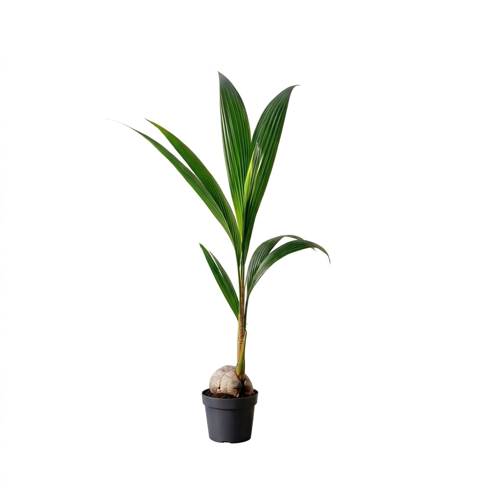Hindistan Cevizi Palmiyesi XL | Cocos Nucifera | Tropikal İç Mekan Palmiyesi