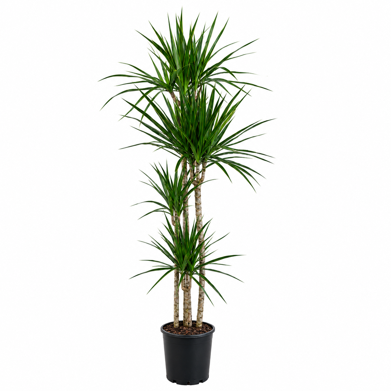 Dracaena Marginata Dört Kollu Ejder Ağacı