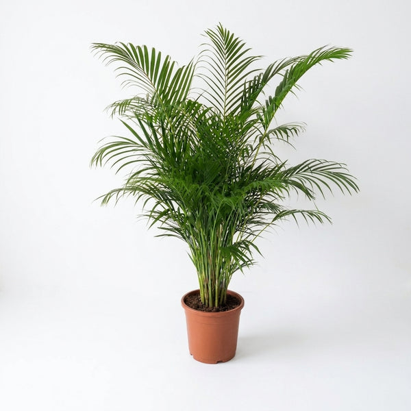 İthal Areca Palmiyesi 140-150 cm | Dolgun Formlu Dekoratif Palmiye
