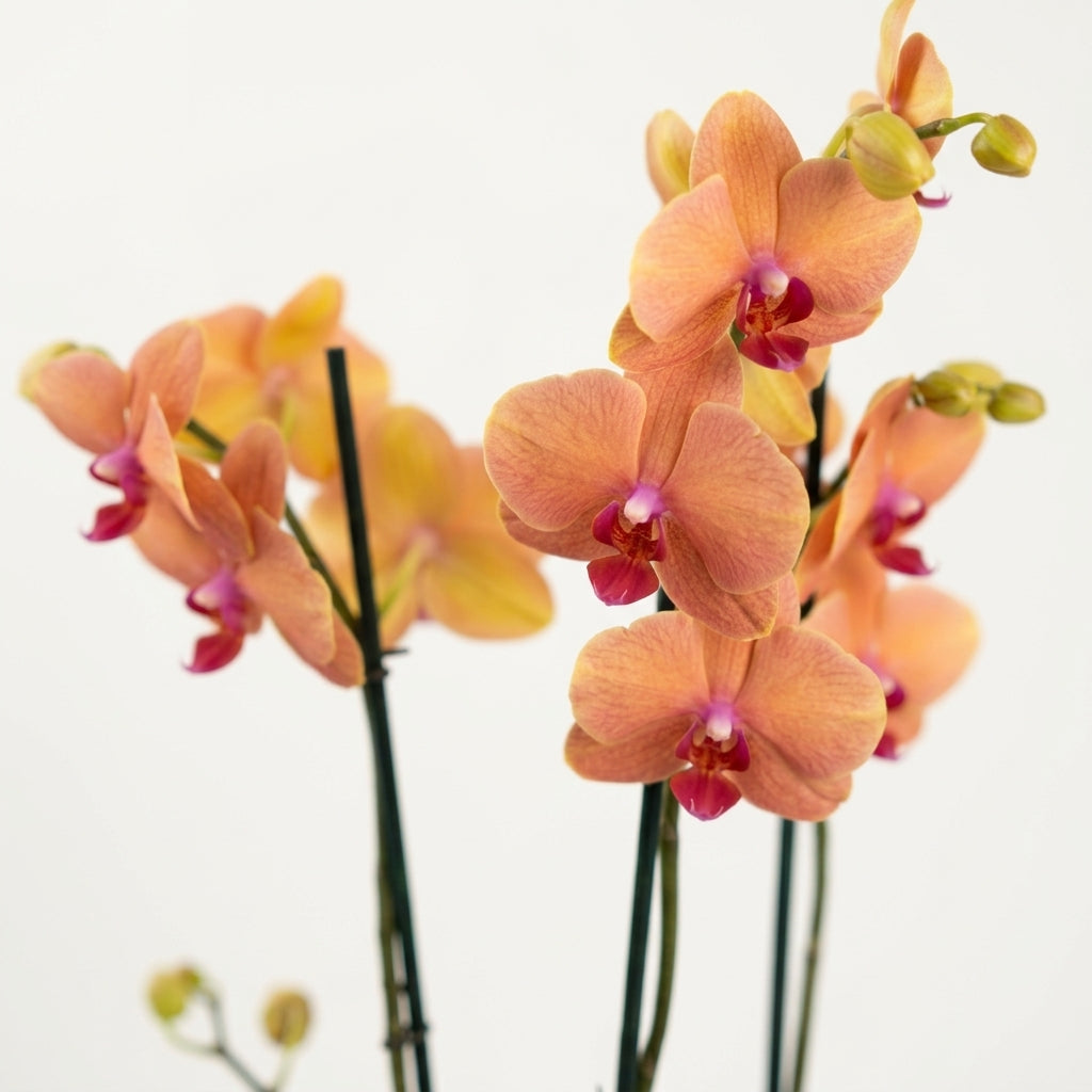 İthal Somon Orkide - Çift Dallı Canlı Phalaenopsis Orkide