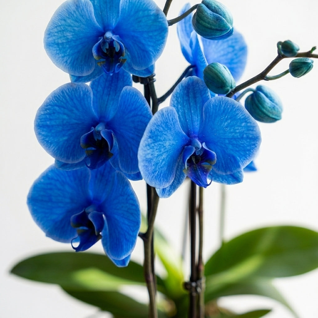 Orkide Mavi Çift Dallı İthal (Phalaenopsis)