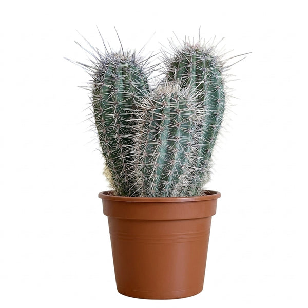 Pachycereus Pringlei Fil Kaktüsü Büyük Boy