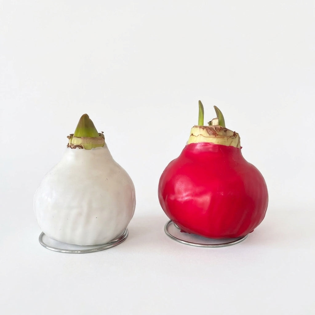 Amaryllis Mum Kaplama Tasarım Dekoratif Çiçek Sulama Gerektirmeyen Koleksiyonluk Bitki