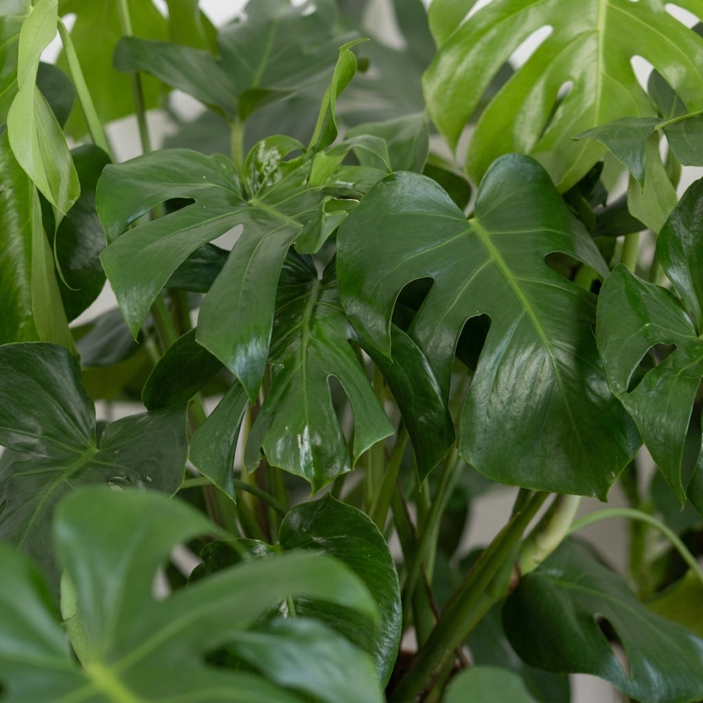 Deve Tabanı Monstera Deliciosa XL Dolgun Form