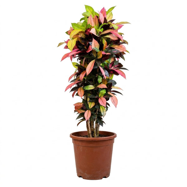 Codiaeum Variegatum Kroton Bitkisi Renkli Yapraklı