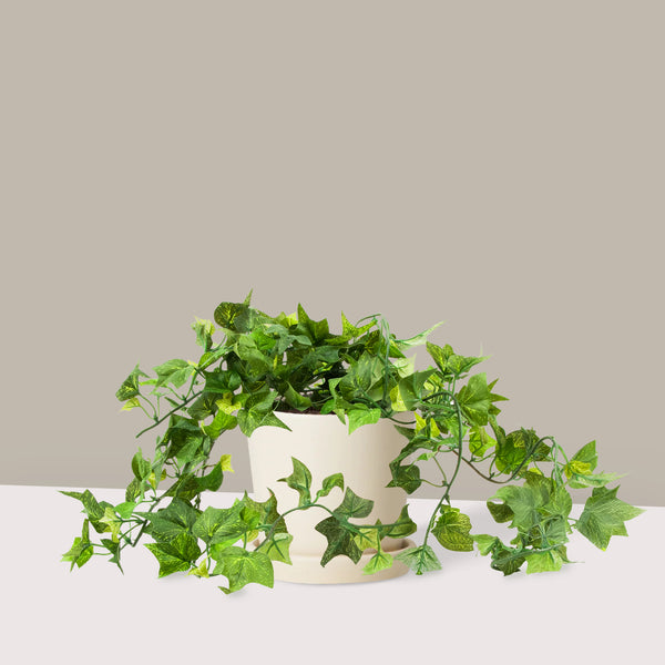 Hedera Helix Duvar Sarmaşığı