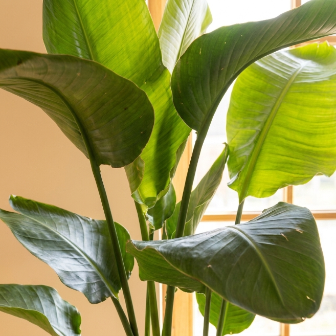 Starliçe Üç Köklü 130-140 cm | Cennet Kuşu Çiçeği - Strelitzia Nicolai