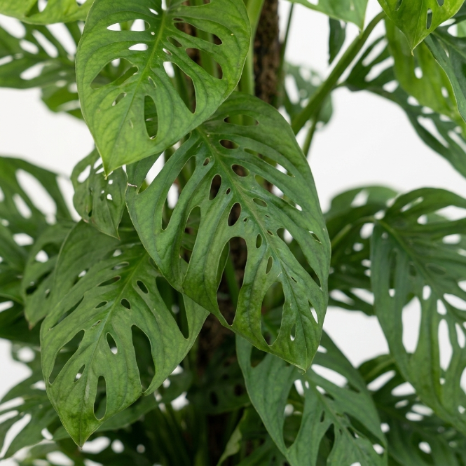 Monstera Adansonii 90-100 cm - İsviçre Peynir Bitkisi - Monkey Mask Canlı Bitki