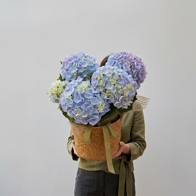 Hydrangea macrophylla Ortanca Canlı Bitki Mor Pembe Kırmızı Çiçekli | Dekoratif Bahçe ve Salon Bitkisi