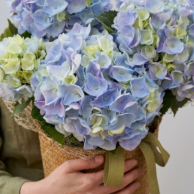 Hydrangea macrophylla Ortanca Canlı Bitki Mor Pembe Kırmızı Çiçekli | Dekoratif Bahçe ve Salon Bitkisi