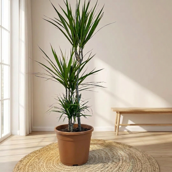 Dracaena Marginata Üç Kollu 110–120 cm – Ejder Ağacı Büyük Boy Salon Bitkisi