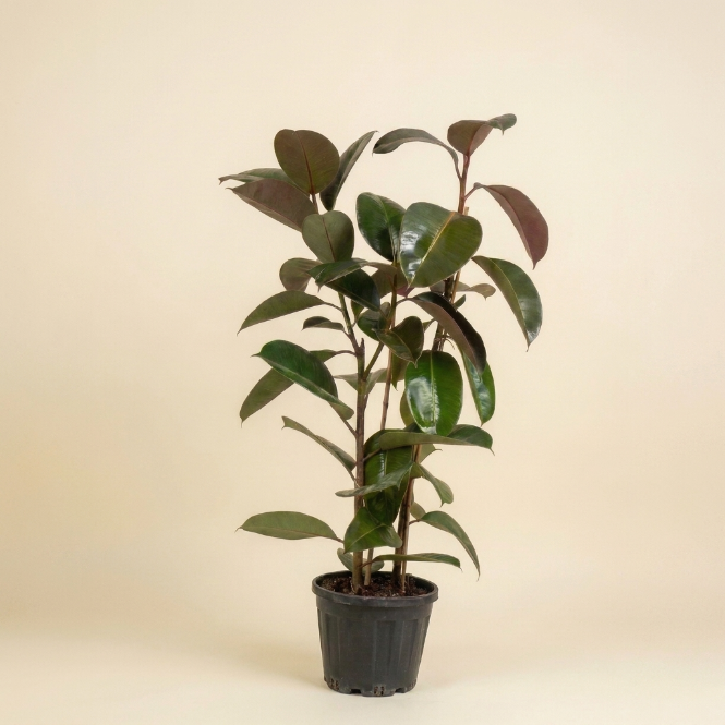 Kauçuk çiçeği Ficus Elastica Robusta çift köklü yeşil bitki
