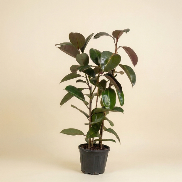 Kauçuk çiçeği Ficus Elastica Robusta çift köklü yeşil bitki