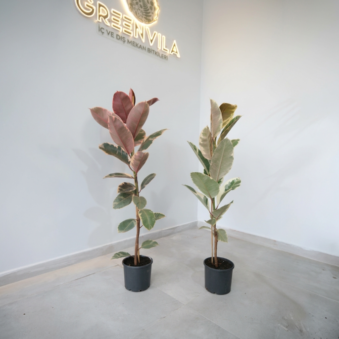 Kauçuk Çiçeği (Ficus Elastica Robusta) – 1 Alana 1 Bedava