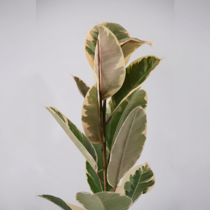 Kauçuk Çiçeği (Ficus Elastica Robusta) – 1 Alana 1 Bedava