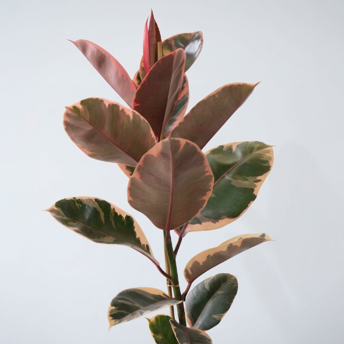 Kauçuk Çiçeği (Ficus Elastica Robusta) – 1 Alana 1 Bedava