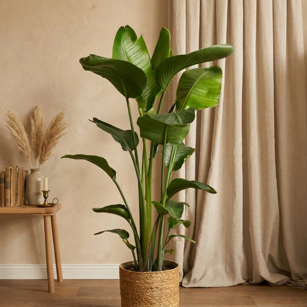 Starliçe Üç Köklü 130-140 cm | Cennet Kuşu Çiçeği - Strelitzia Nicolai