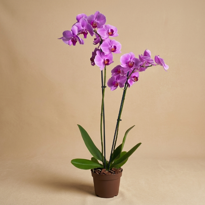 İthal Mor Orkide - Çift Dallı Canlı Phalaenopsis Orkide
