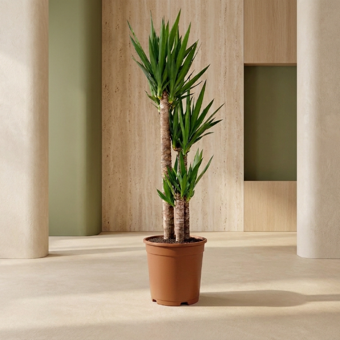 Yucca (Yuka) 3 Kollu 130-140 cm Ofis ve Salon Bitkisi