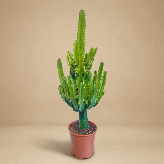 Euphorbia İgens (Eritrea) 60-70 cm | Büyük Boy Dekoratif Kaktüs & İç Mekan Bitkisi
