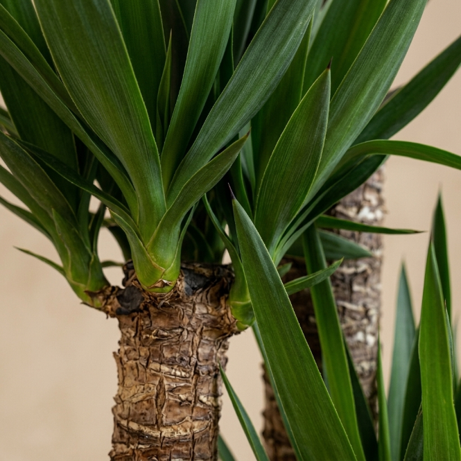 Yucca 5 Gövdeli 190-200 cm | Avize Çiçeği | İç Mekan Dekoratif Ağaç