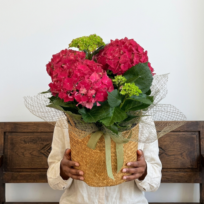 Kırmızı Ortanca Çiçeği Canlı Bitki | Hydrangea Macrophylla Saksılı Dekoratif Bahçe ve Balkon Bitkisi