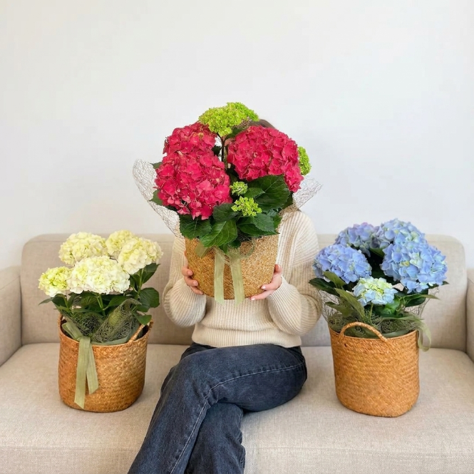 Kırmızı Ortanca Çiçeği Canlı Bitki | Hydrangea Macrophylla Saksılı Dekoratif Bahçe ve Balkon Bitkisi