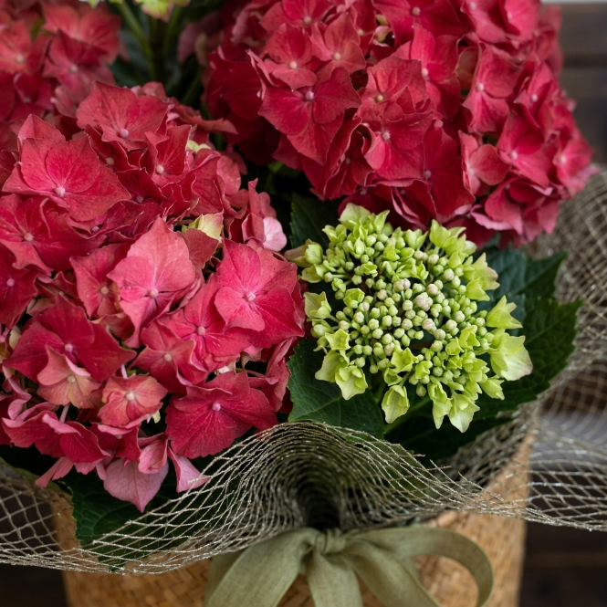 Kırmızı Ortanca Çiçeği Canlı Bitki | Hydrangea Macrophylla Saksılı Dekoratif Bahçe ve Balkon Bitkisi