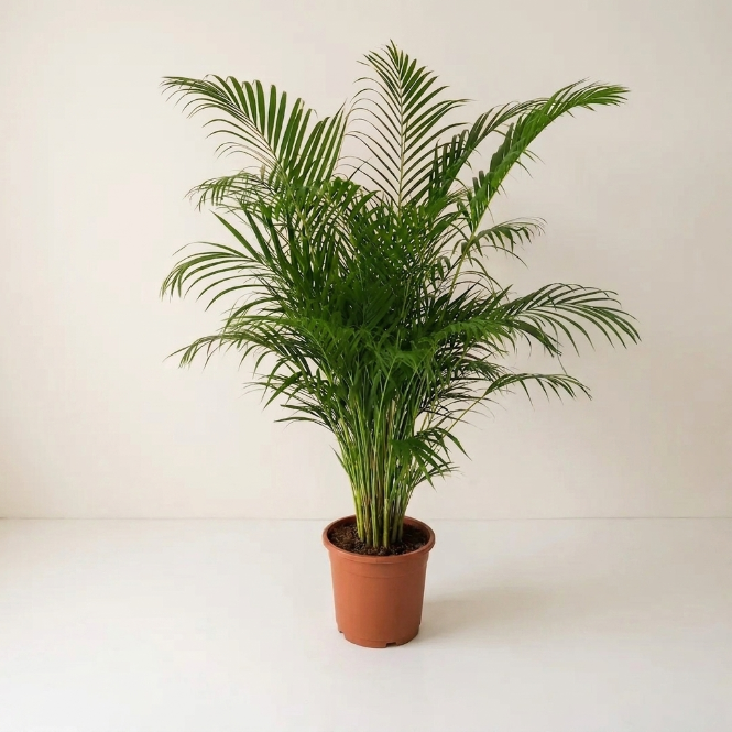 İthal Areca Palmiyesi 140-150 cm | Dolgun Formlu Dekoratif Palmiye