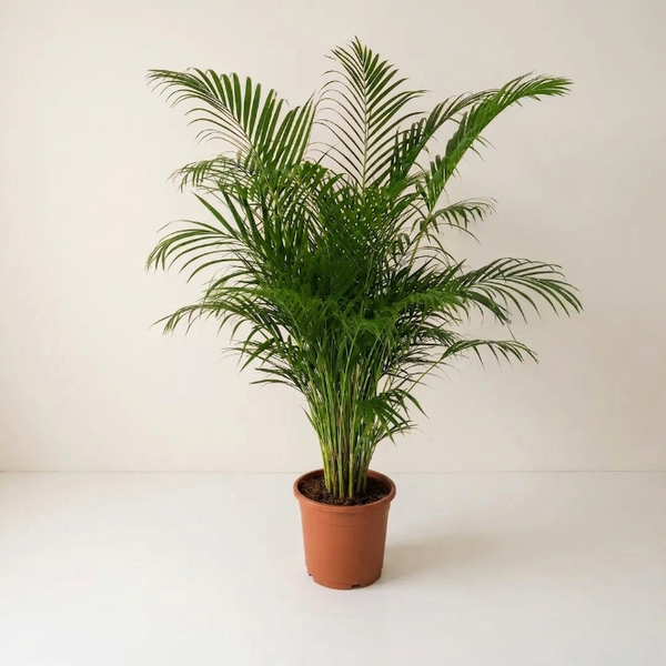 İthal Areca Palmiyesi 140-150 cm | Dolgun Formlu Dekoratif Palmiye