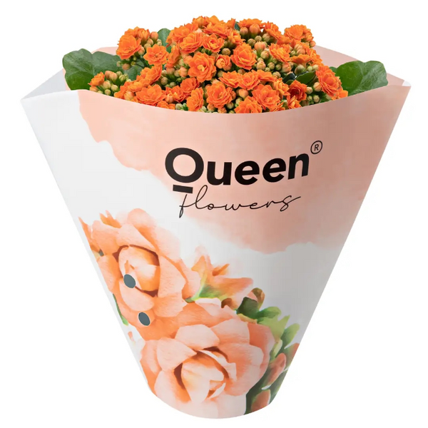 🎁 Kalonşo Kalanchoe Canlı Çiçek Masa Boy