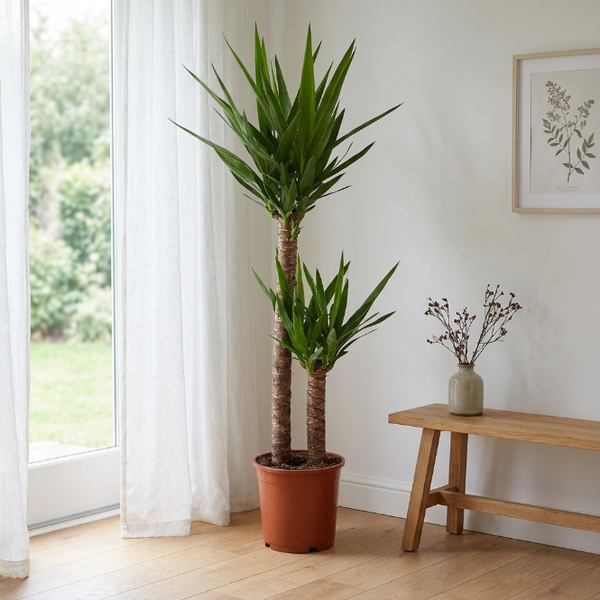 Yucca Çiçeği (Avize Çiçeği) 3 Gövdeli 130-140 cm – Büyük Boy İç Mekan Bitkisi