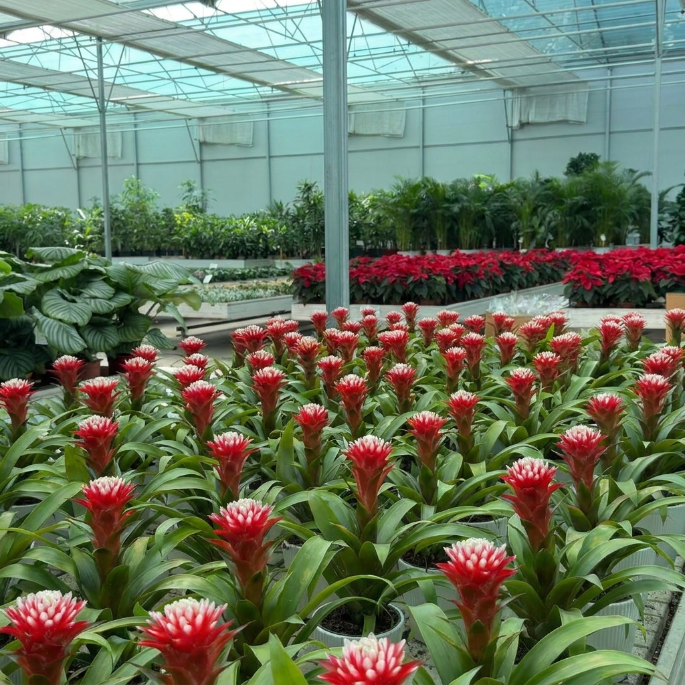Guzmania (Guzmanya Yıldız Çiçeği) Kırmızı – Canlı ve Egzotik İç Mekan Bitkisi