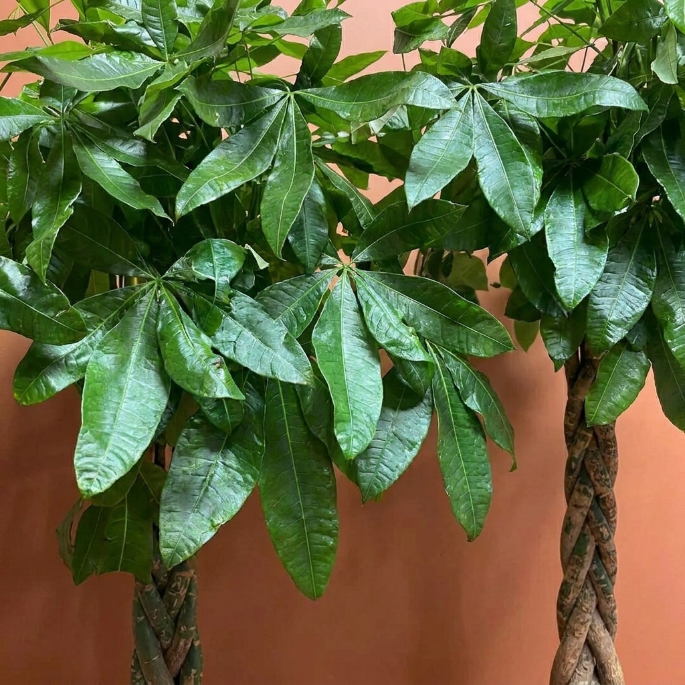 Pachira Aquatica Para Ağacı (Money Tree) – Şans ve Bereket Getiren Büyük Salon Bitkisi