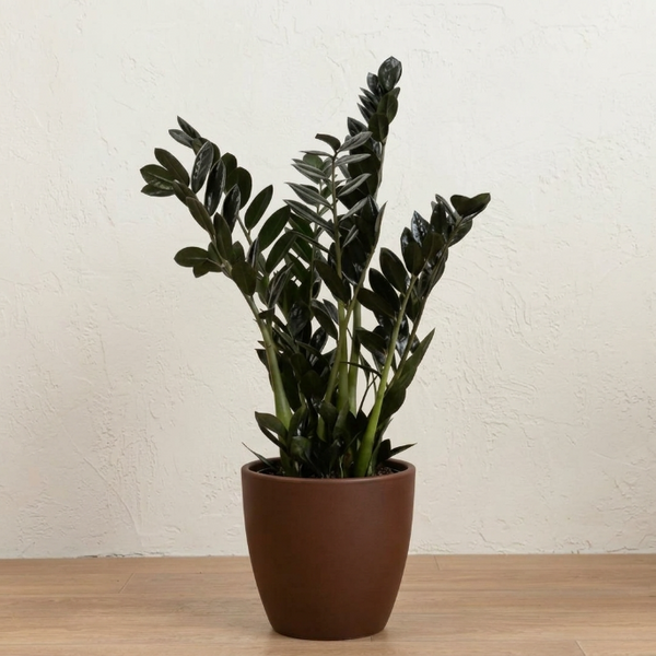 Siyah Zamia Çiçeği 60 cm (Zamioculcas Zamiifolia Raven) Zeze Bitkisi