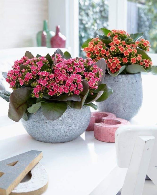 Kalonşo (Kalanchoe) Canlı Çiçek Masa Boy