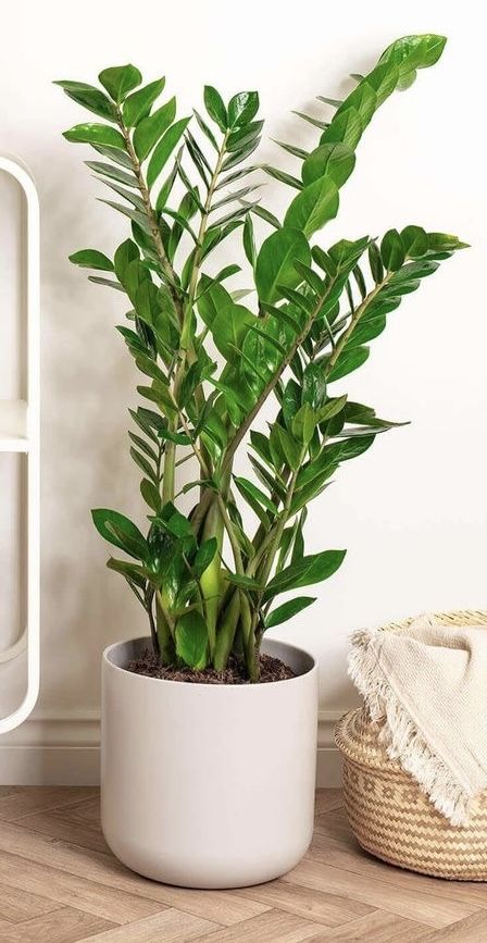 Zamia Çiçeği Zeze-Zamioculcas Zamiifolia
