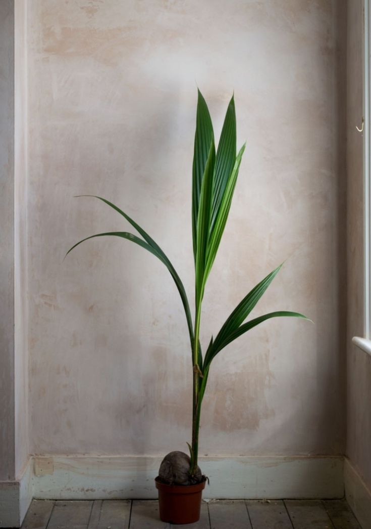 Hindistan Cevizi Palmiyesi XL Cocos Nucifera